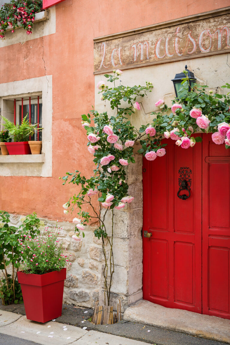 Red door and Windows on the old brick wall and old orange cement wall with cracked color. Covered with rose flower.